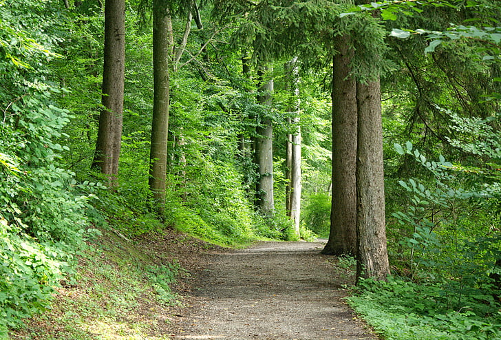 away-forest-forest-path-nature-preview